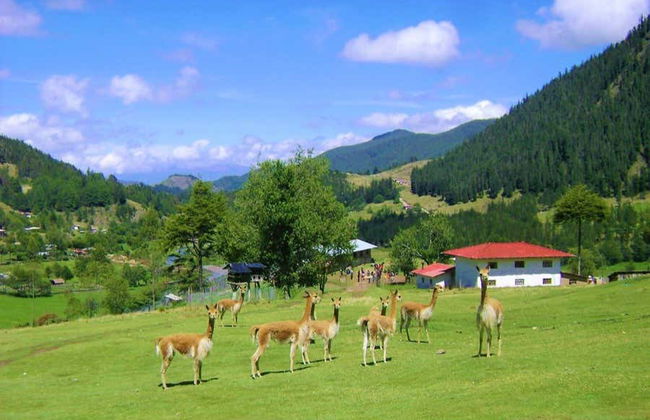 Porcón Farm + Huambocancha Tour - Photo 6